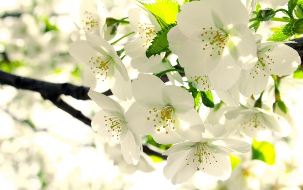 Apple Blossoms (click to view)