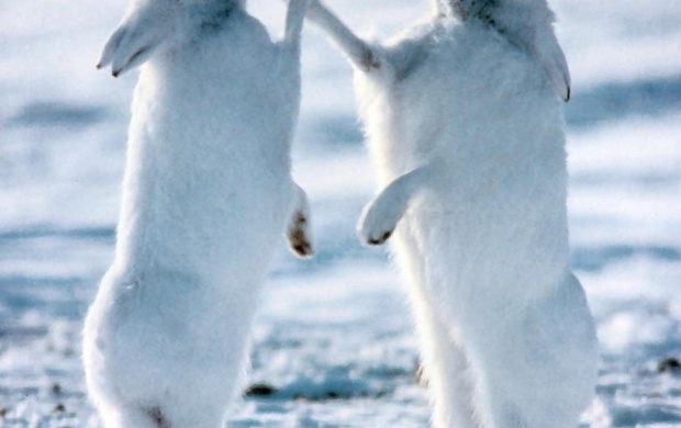 Arctic Hares white