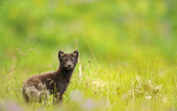 Arctic Small Fox In Grass