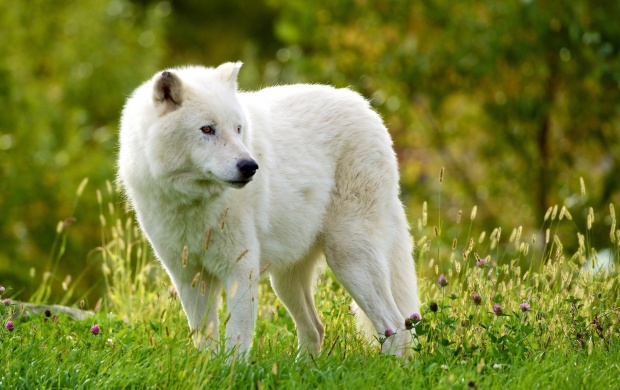 Arctic Wolf And Green Grass