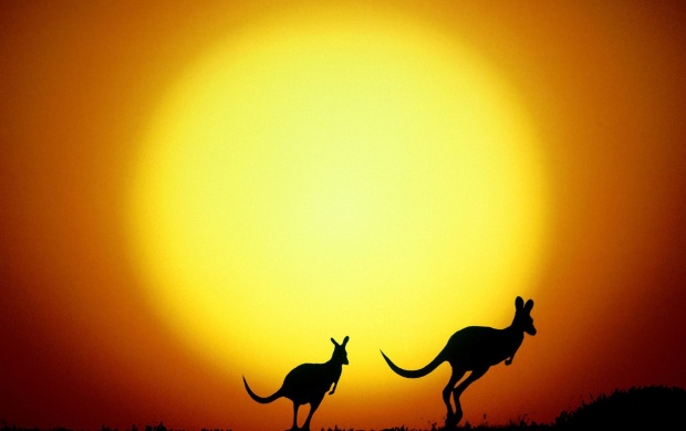 Australia Kangaroo (click to view)