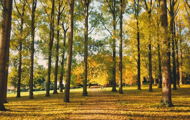 Autumn Day In The Park (click to view)