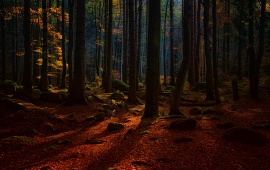 Autumn Forest Trees