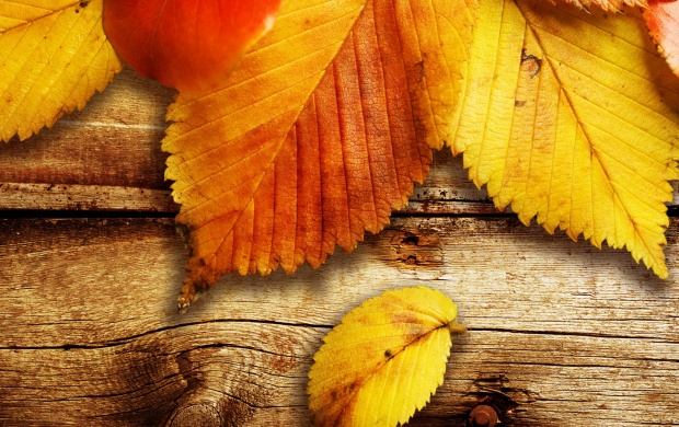 Autumn Leaves (click to view)