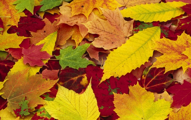 Autumn Leaves Changing Color (click to view)