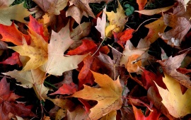 Autumn Leaves Falling Down