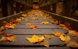 Autumn Leaves on a Bridge