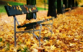 Autumn Leaves On A Park Bench