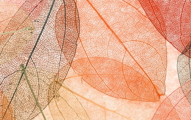 Autumn Leaves Transparent Abstract (click to view)