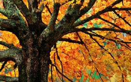 Autumn Maple Tree Branches