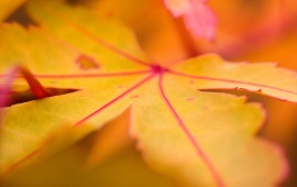 Autumn Orange Leaf Closeup
