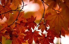 Autumn Shapes
