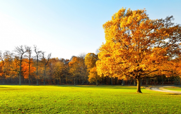 Autumn Tree Garden Landscape