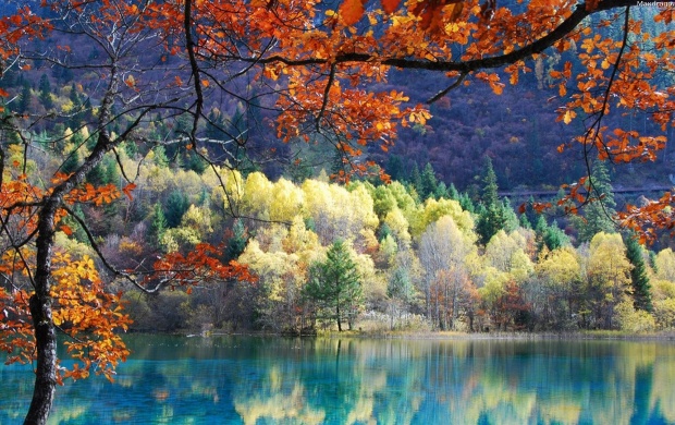 Autumn Treee Forest River (click to view)