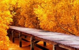 Autumn Trees Bridge