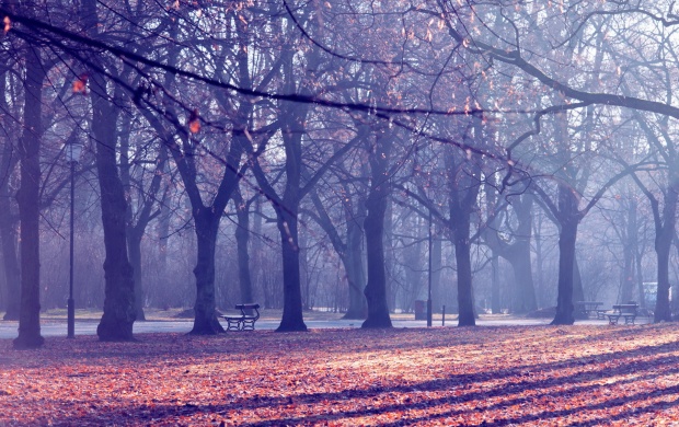 Autumn Trees In The Park (click to view)