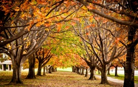 Autumn Trees Park Alley