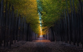 Autumn Trees Road