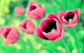 Awesome Tulips Flowers