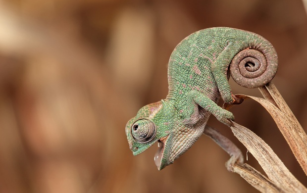 Baby Chameleon (click to view)