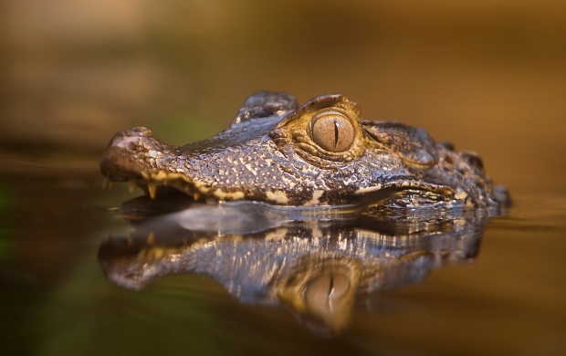 Baby Crocodile (click to view)