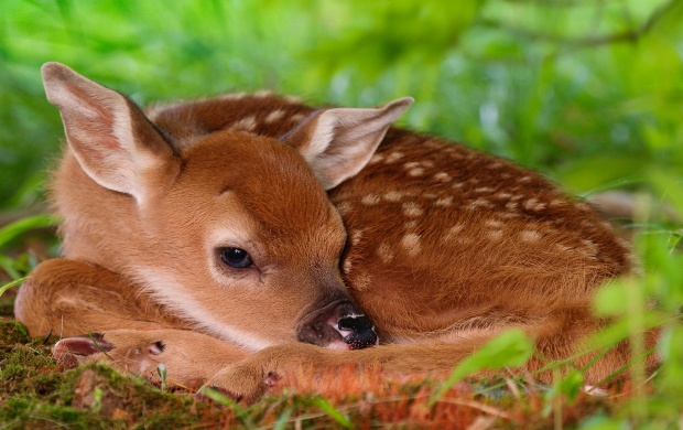 Baby Deer (click to view)