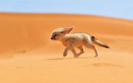 Baby Desert Fox