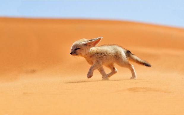 Baby Desert Fox (click to view)