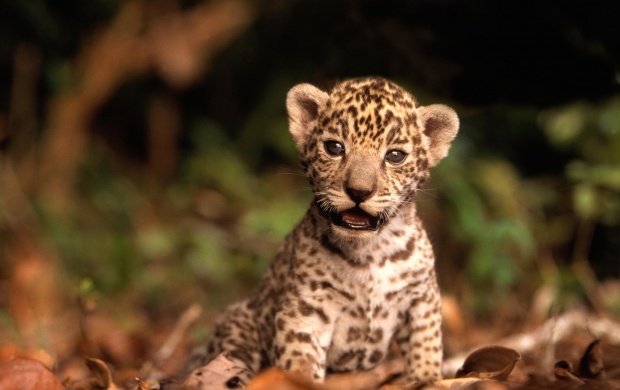 Baby Jaguar (click to view)