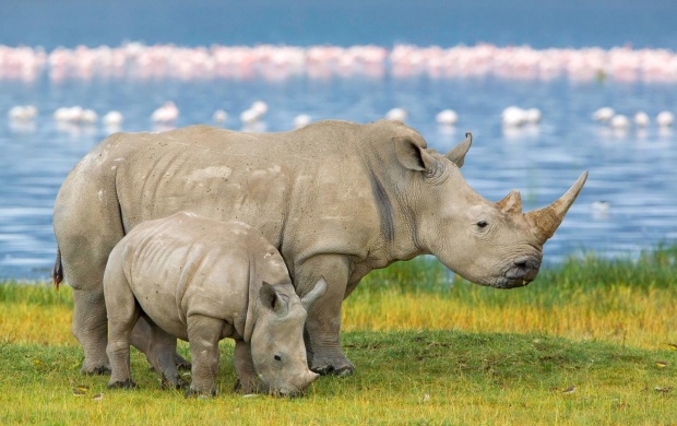 Baby Rhino (click to view)