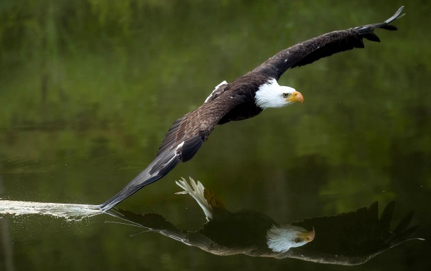 Bald Eagle (click to view)