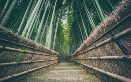 Bamboo Forest Pathway