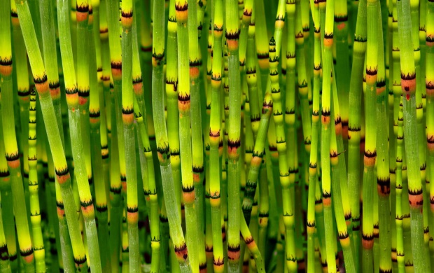 Bamboo Stems