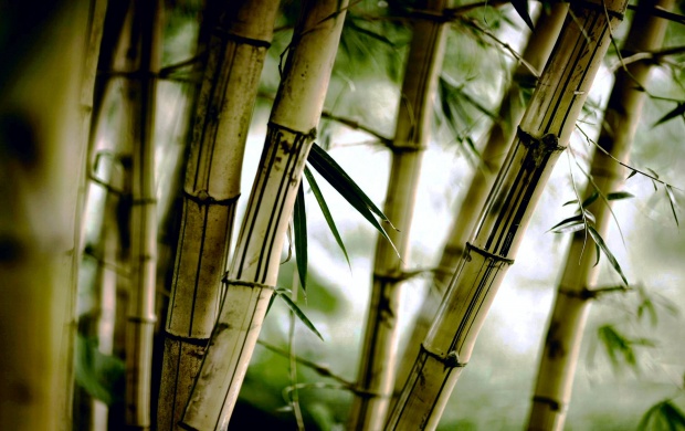 Bamboo Trees (click to view)