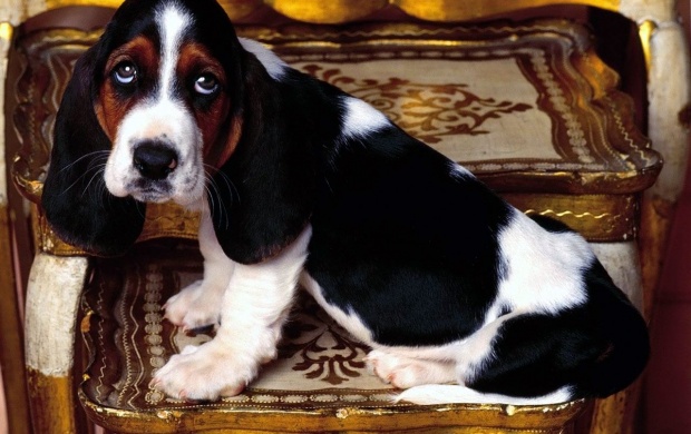Basset Hound Dog on Chair (click to view)