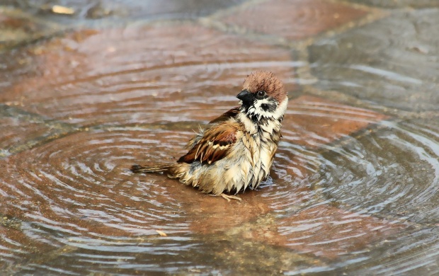 Bathing Sparrow Bird