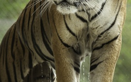 Bathing Wet Tiger