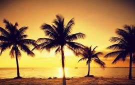 Beach Palms At Sunset