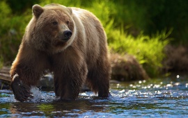 Bear At River Summer