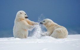 Bears Snow Fun Games