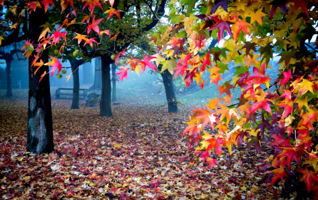Beautiful Autumn Colors (click to view)