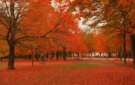 Beautiful Autumn Trees