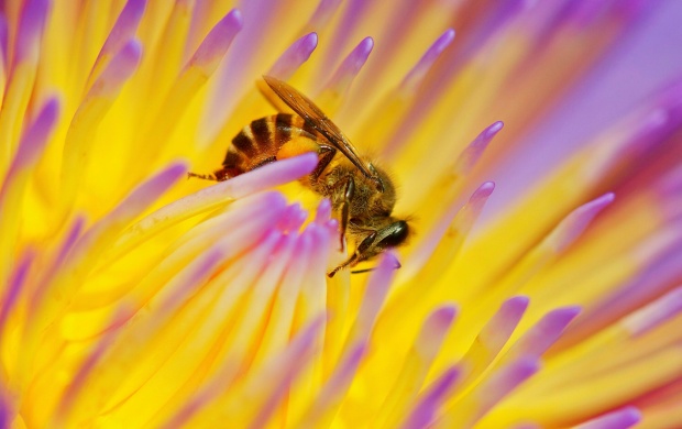 Beautiful Bee In Flower