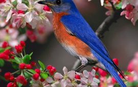 Beautiful Bird