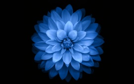 Beautiful Blue Flower on Black