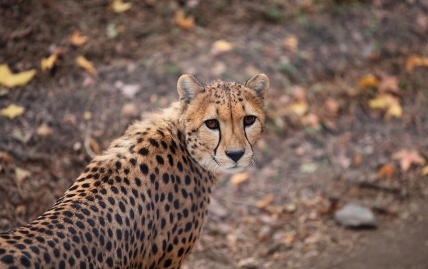 Beautiful Cheetah (click to view)