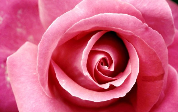 Beautiful Dark Pink Rose