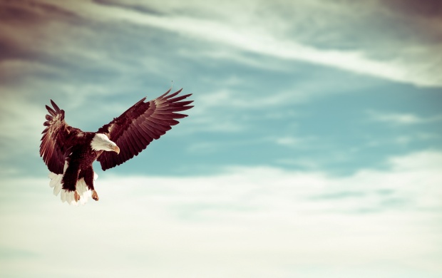 Beautiful Eagle Bird Flying Sky (click to view)