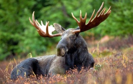 Beautiful Elk Deer