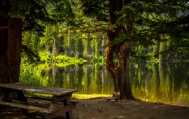 Beautiful Forest Lake